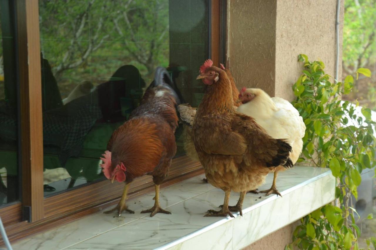 Ferme D"Hote Lala Fatima Ain Leuh Ngoại thất bức ảnh